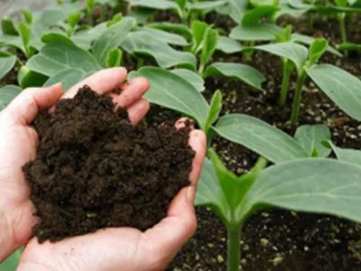 Organic fertilizers